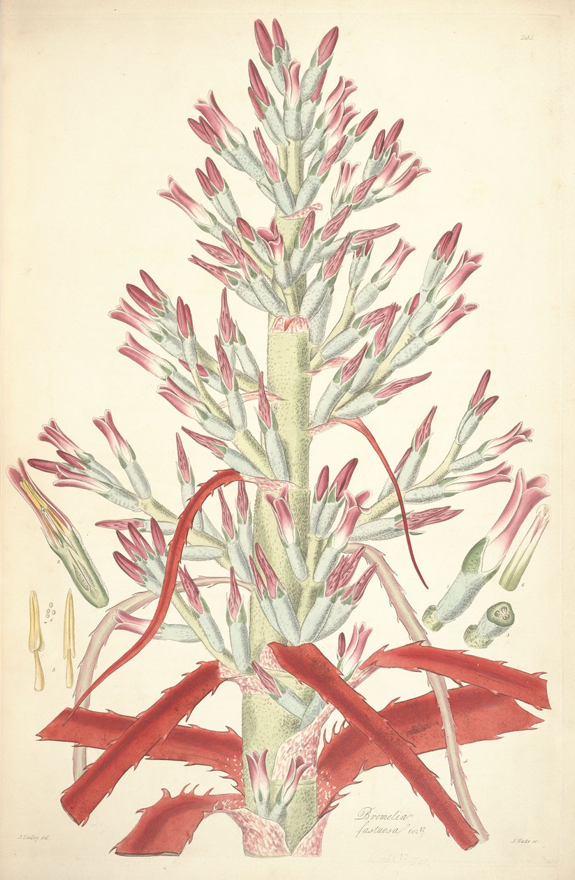 Illustration af Bromelia pinguin (som syn. Bromelia fastuosa) af John Lindley