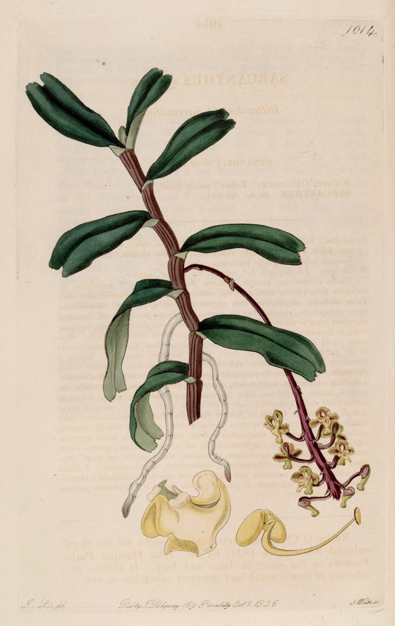 Illustration af Robiquetia succisa (som syn. Sarcanthus succisus) af John Lindley