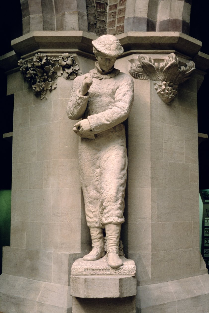 Charles Linnaeus (1707-78) af John Lucas Tupper