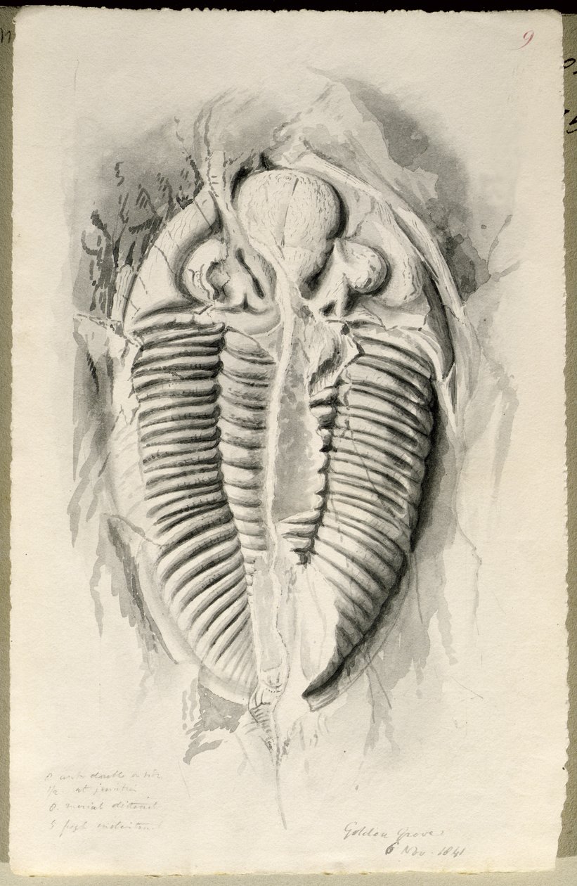 Trilobit fra Golden Grove, 6. november 1841 af John Phillips