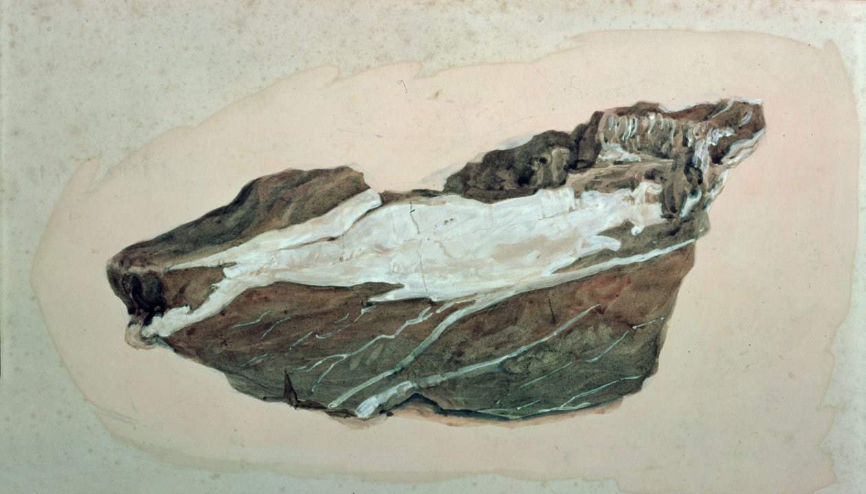 Studie af klippe med kvartsåring, 1800-tallet af John Ruskin