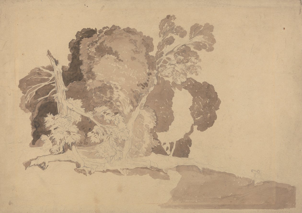 Undersøgelse af træer af John Sell Cotman