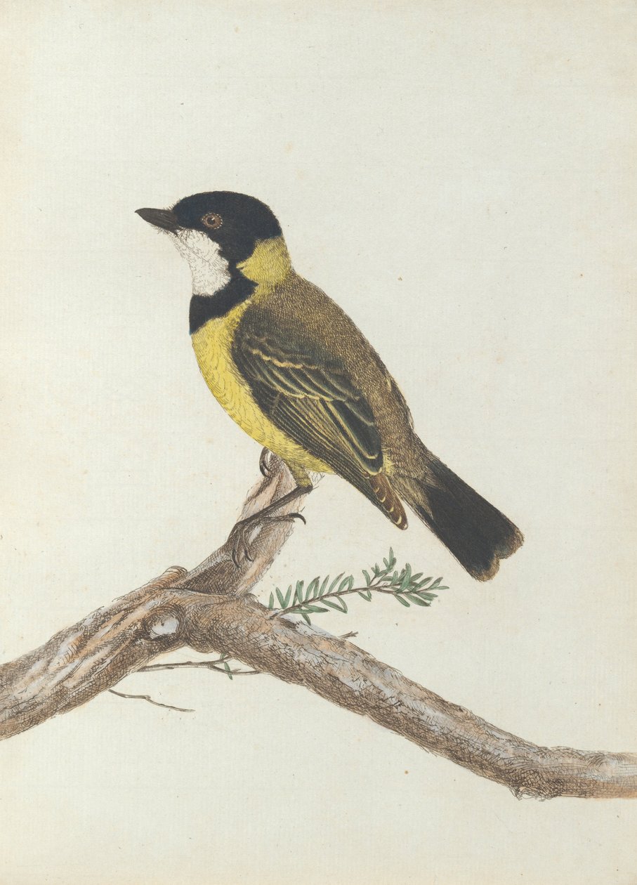 Sort krone. Lewis, John. Fugle i New South Wales med deres naturlige historie. Sydney- G. Howe ... af John William Lewin