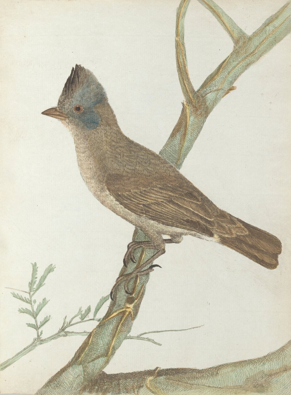 Hættemåge.Lewin, John. Birds of New South Wales with their natural history. Sydney- G. Howe, 18.... af John William Lewin