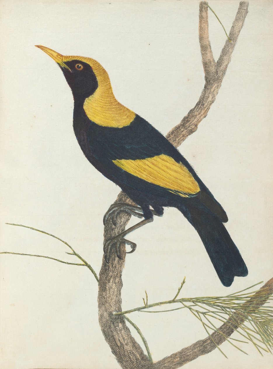 King honeysucker. Lewis, John. Fugle i New South Wales med deres naturlige historie. Sydney- G. Howe, ... af John William Lewin