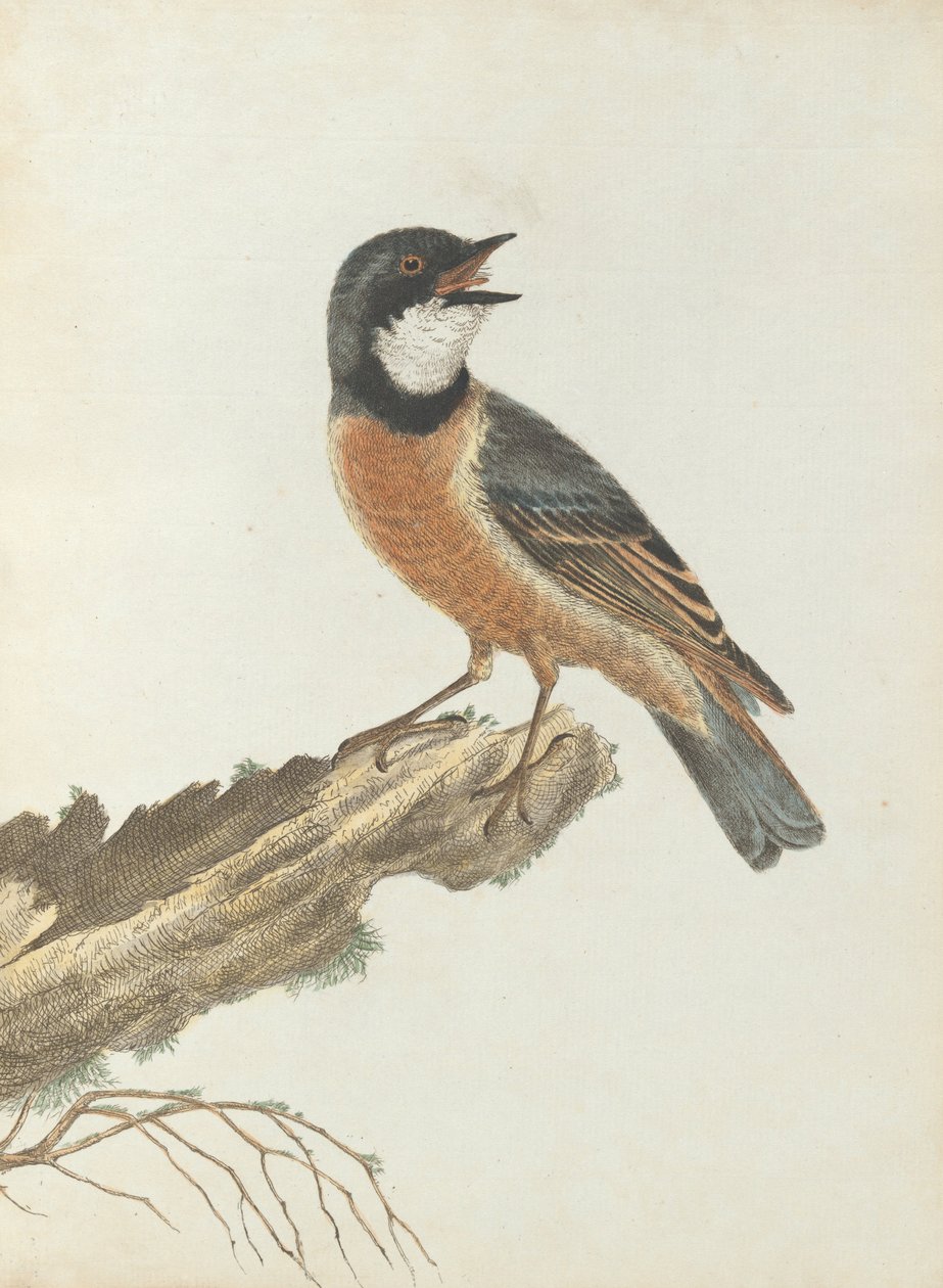 Orange brysttrøske. Lewis, John. Fugle i New South Wales med deres naturlige historie. Sydney- G. Ho ... af John William Lewin