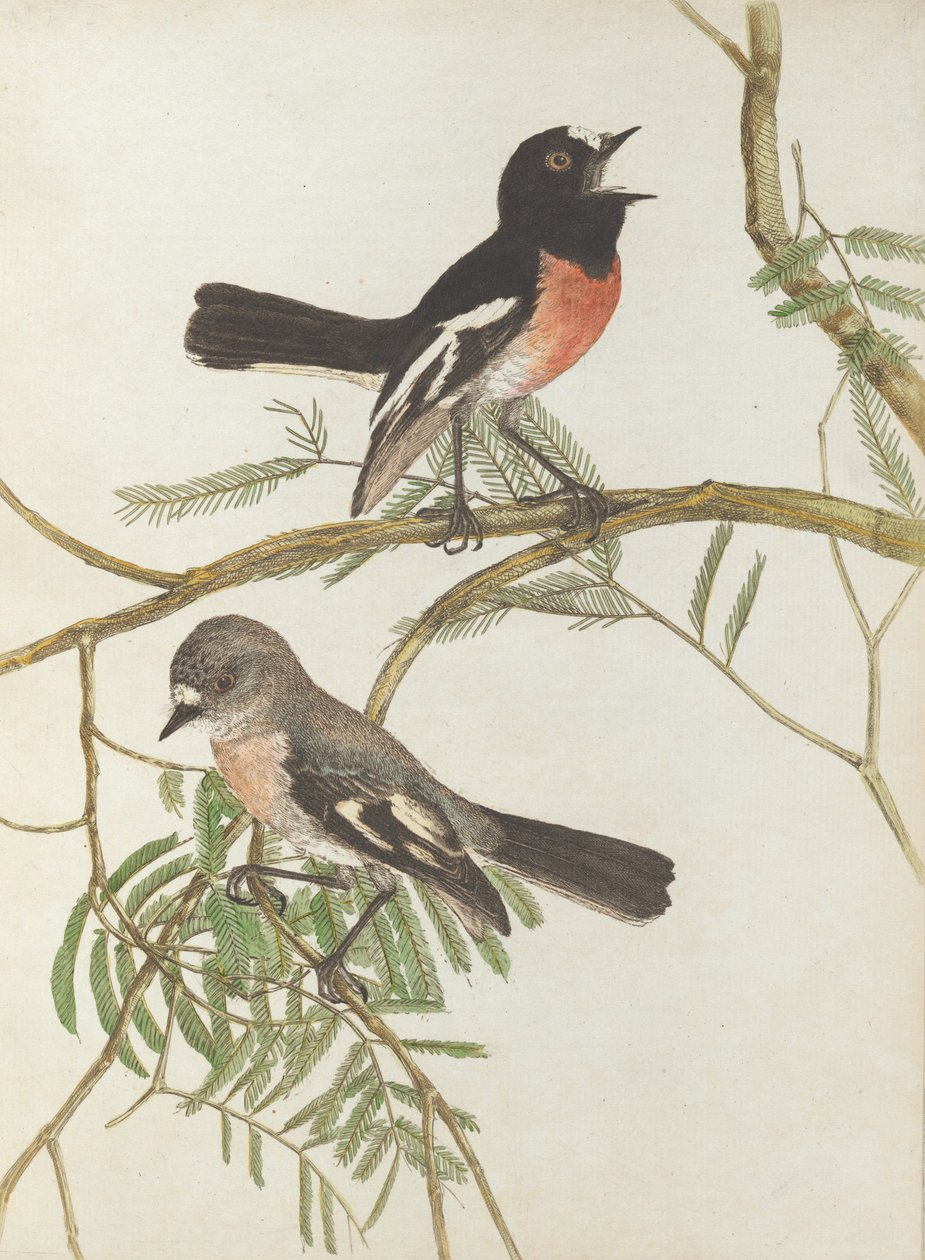 Rød brystsanger. Lewis, John. Fugle i New South Wales med deres naturlige historie. Sydney- G. Howe ... af John William Lewin