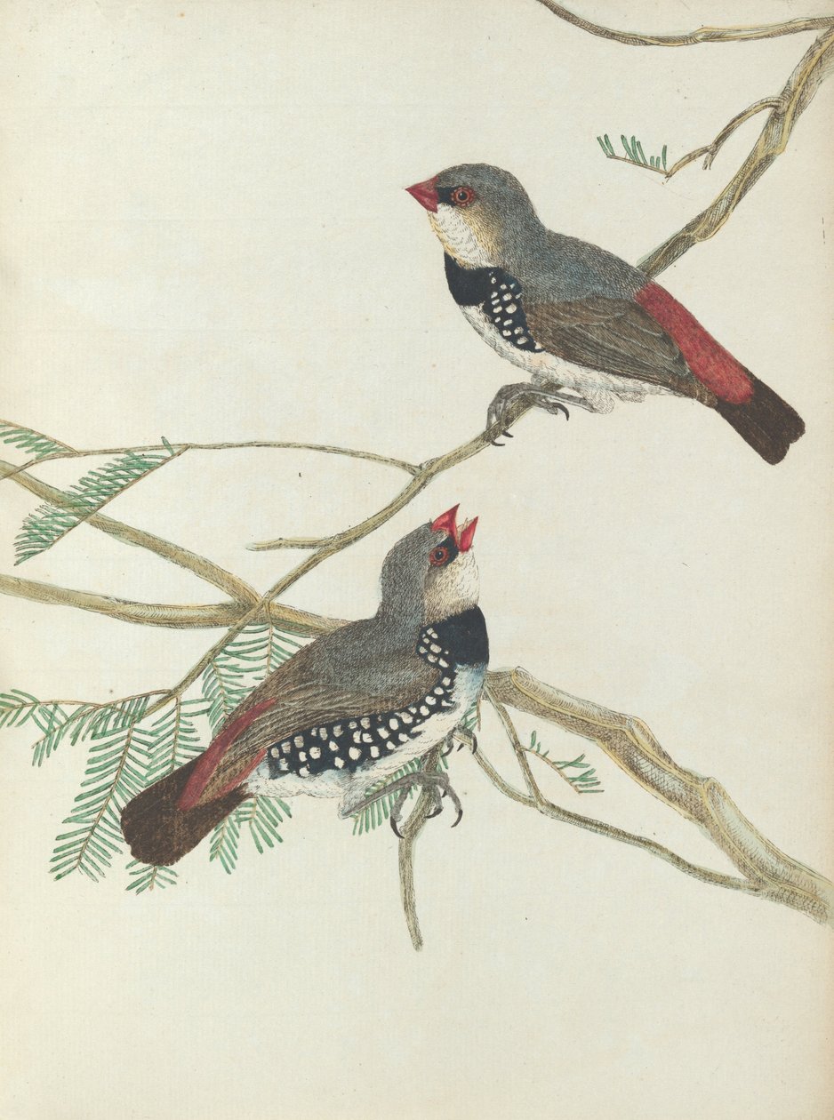 Spotted grossbeak. Lewis, John. Fugle i New South Wales med deres naturlige historie. Sydney- G. Howe, ... af John William Lewin