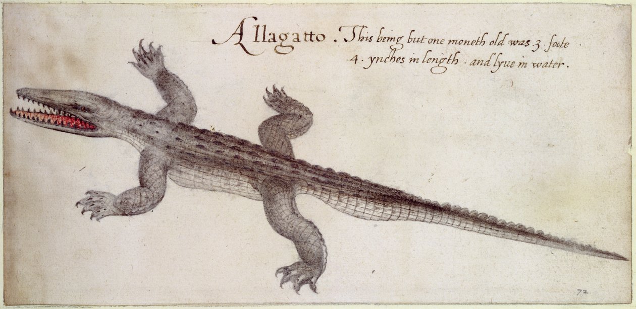 Alligator (pen og blæk og wc på papir) af John White