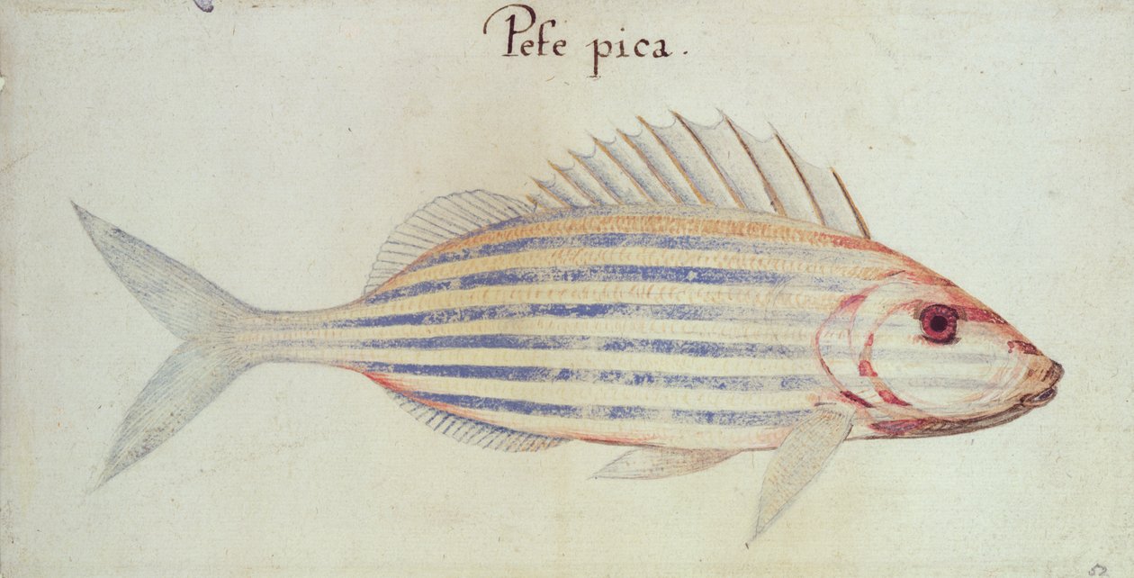 Blåstribet gryntefisk af John White