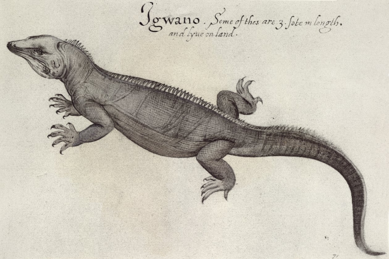Iguana af John White