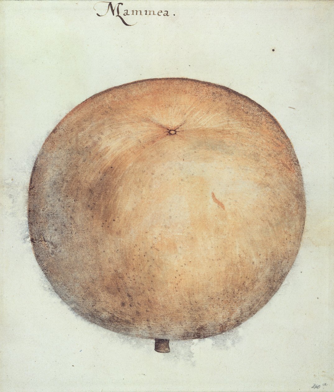 Mammea æble af John White