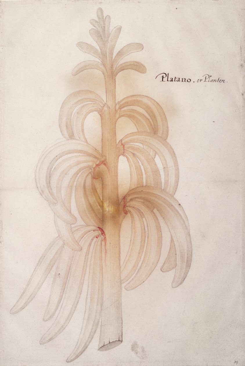 Plantain, ca. 1590 af John White