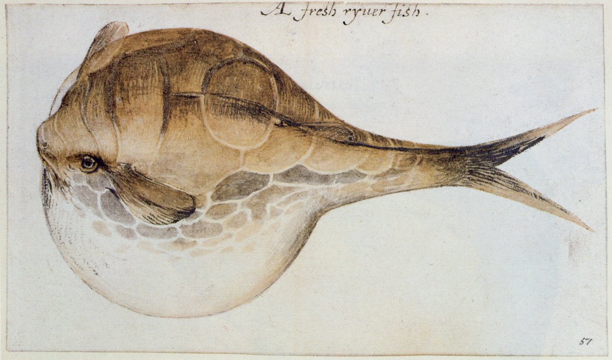 Puffer (litografi) af John White