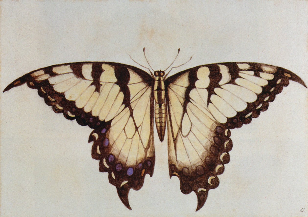 Svalehale sommerfugl (litografi) af John White