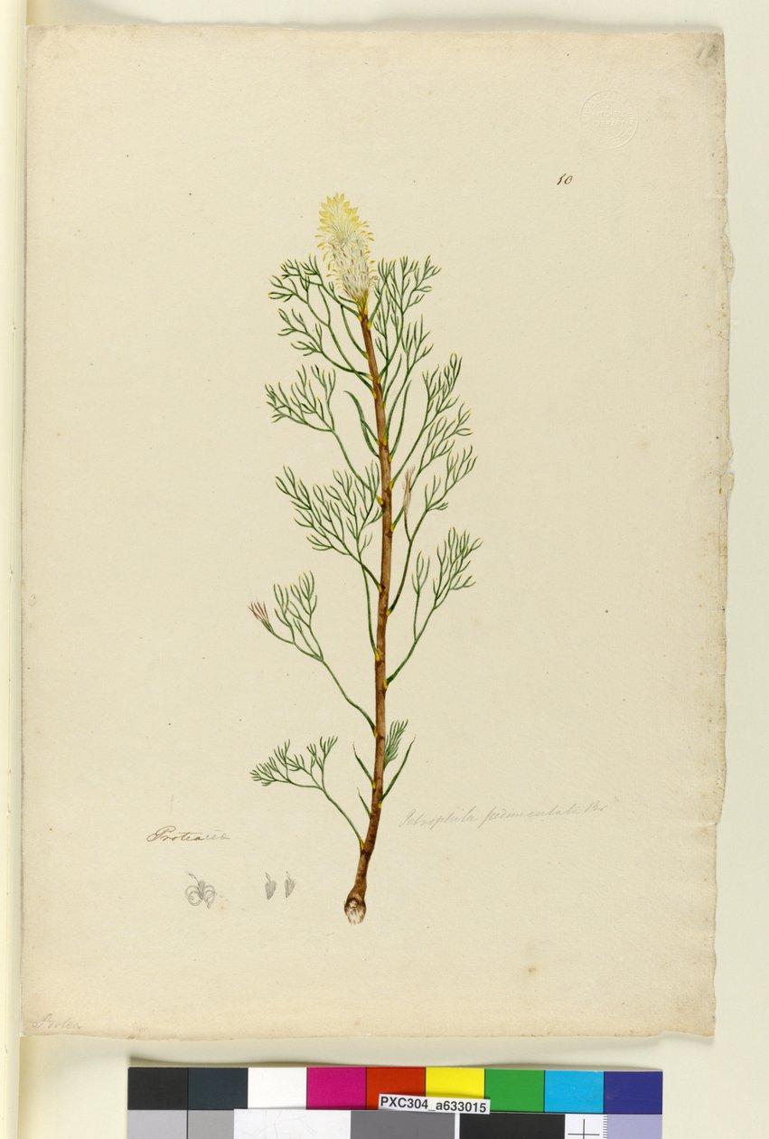 Side 10. Petrophile pedunculata, ca. 1803-06 (wc, pen, blæk og blyant) af John William Lewin