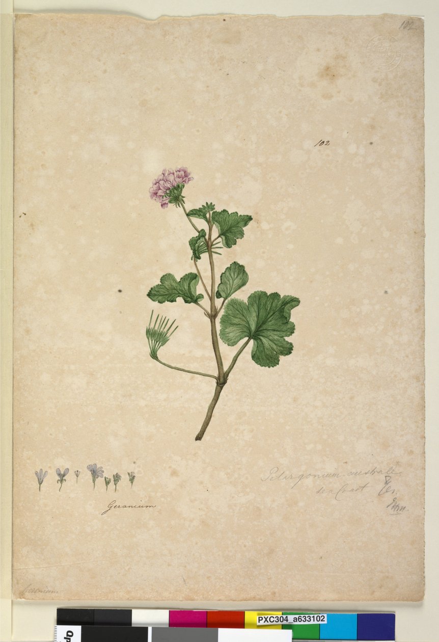 Side 102. Pelargonium australe, ca. 1803-06 (wc, pen, blæk og blyant) af John William Lewin