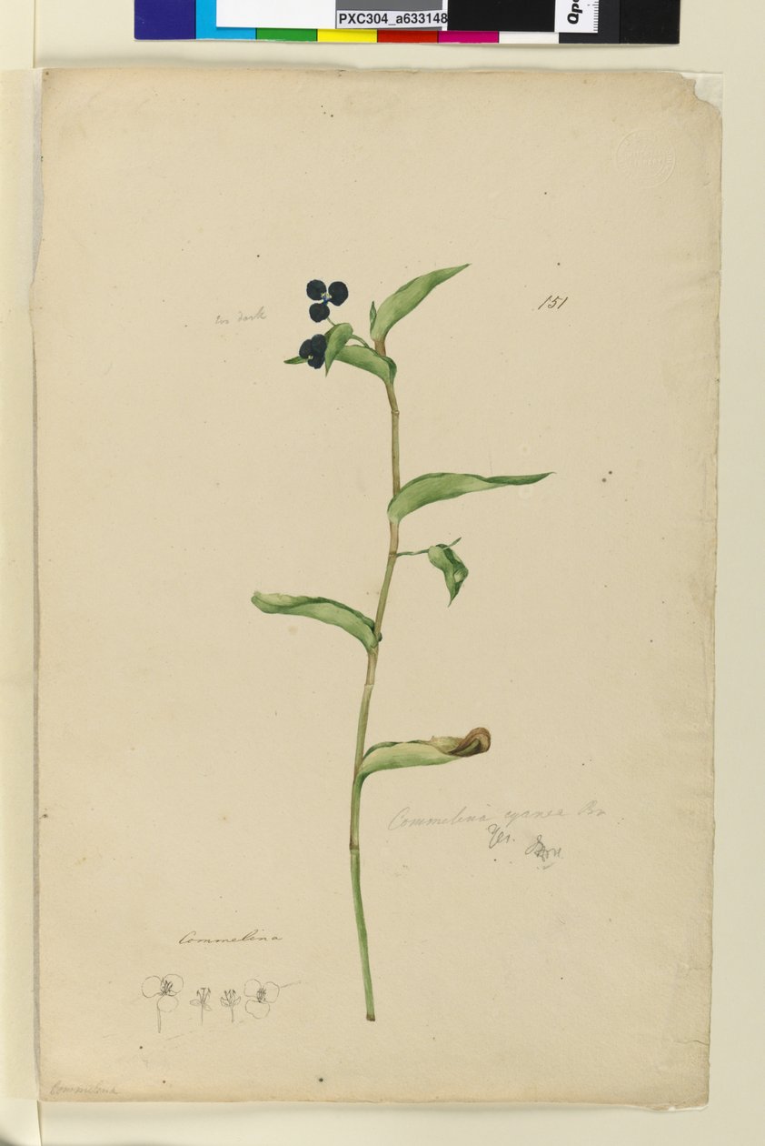 Side 151. Commelina cyanae, ca. 1803-06 (wc, pen, blæk og blyant) af John William Lewin