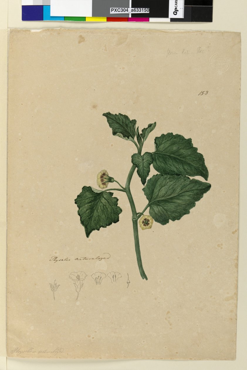 Side 153. Physalis naturaliseret, ca.1803-06 (wc, pen, blæk og blyant) af John William Lewin