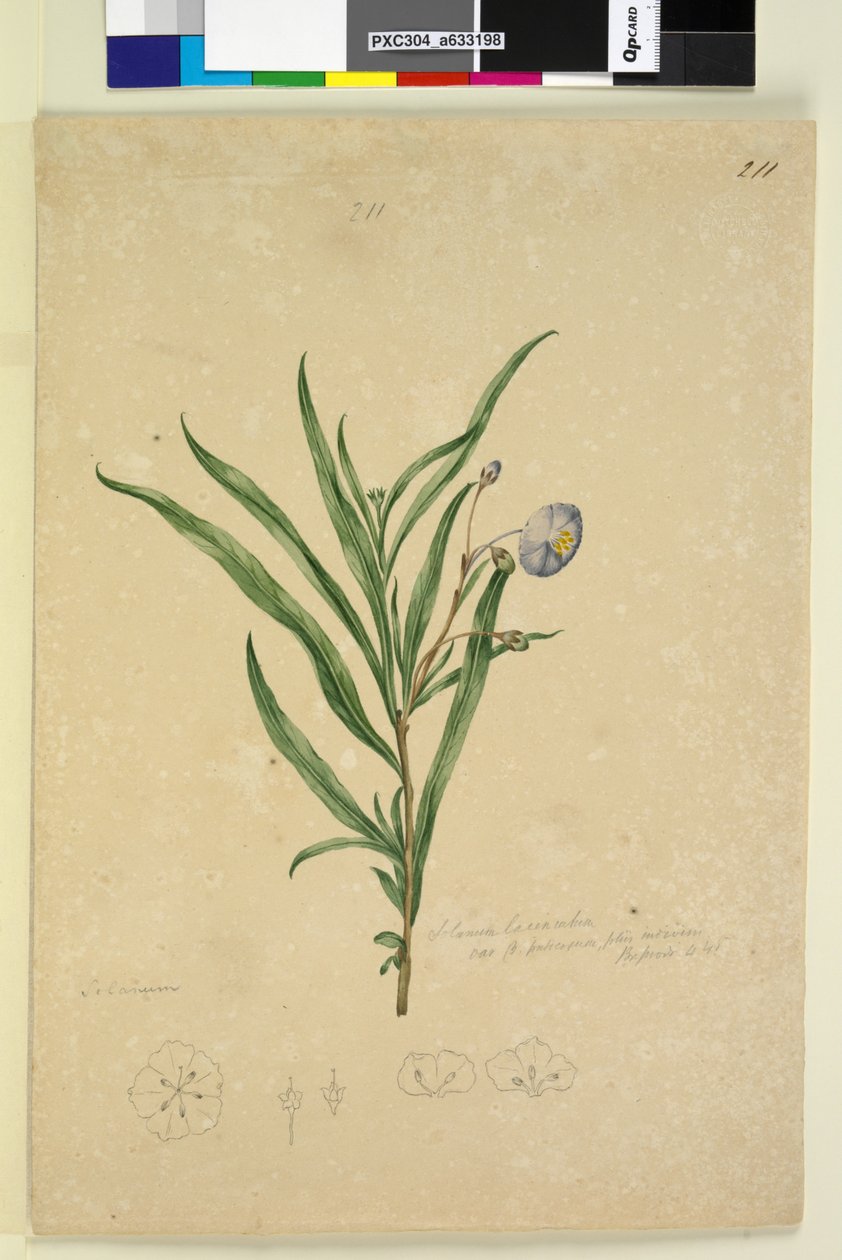 Side 211. Solanum laciniatum, ca. 1803-06 (wc, pen, blæk og blyant) af John William Lewin
