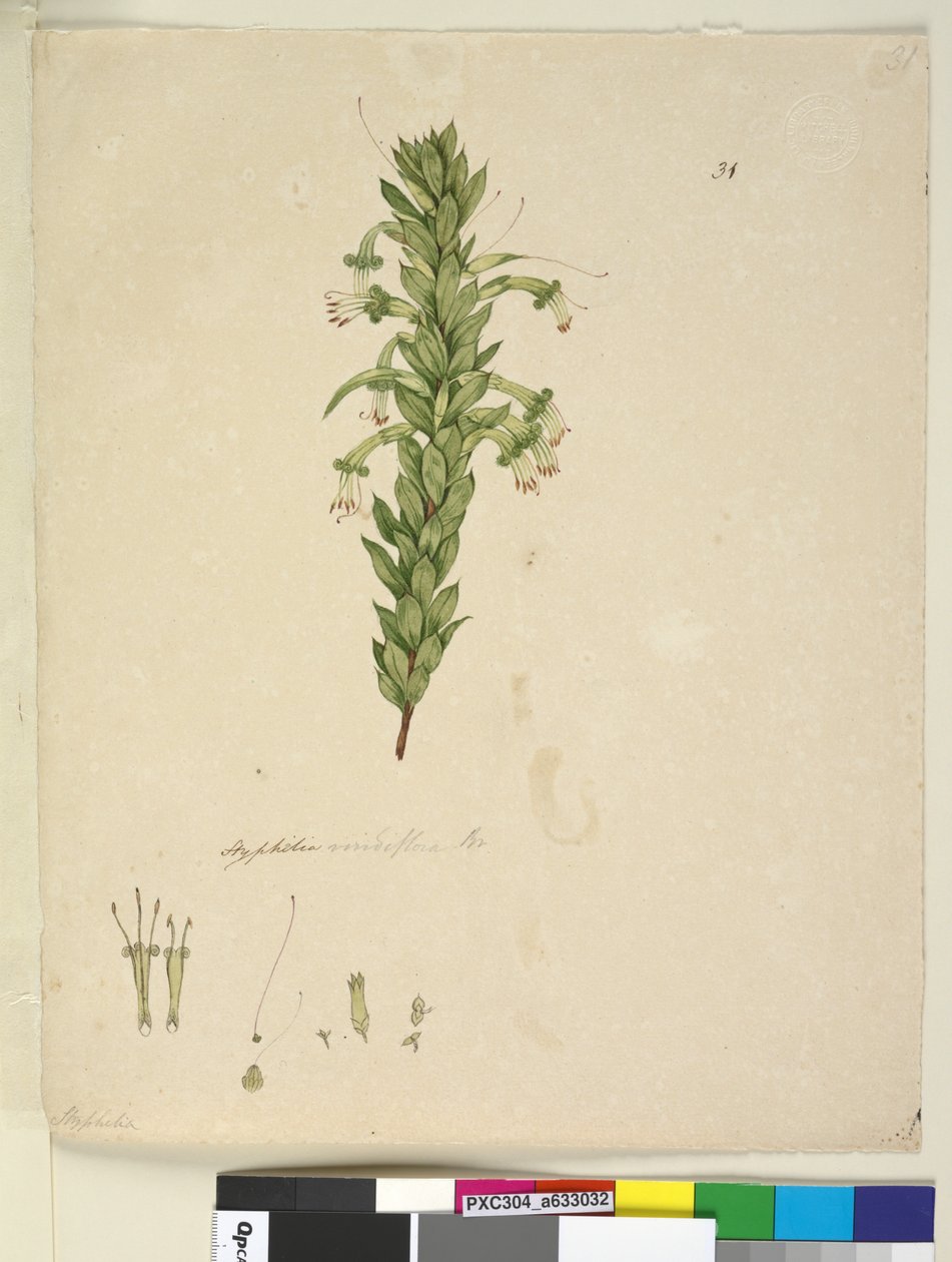 Side 31. Styphelia viridiflora, ca. 1803-06 (wc, pen, blæk og blyant) af John William Lewin