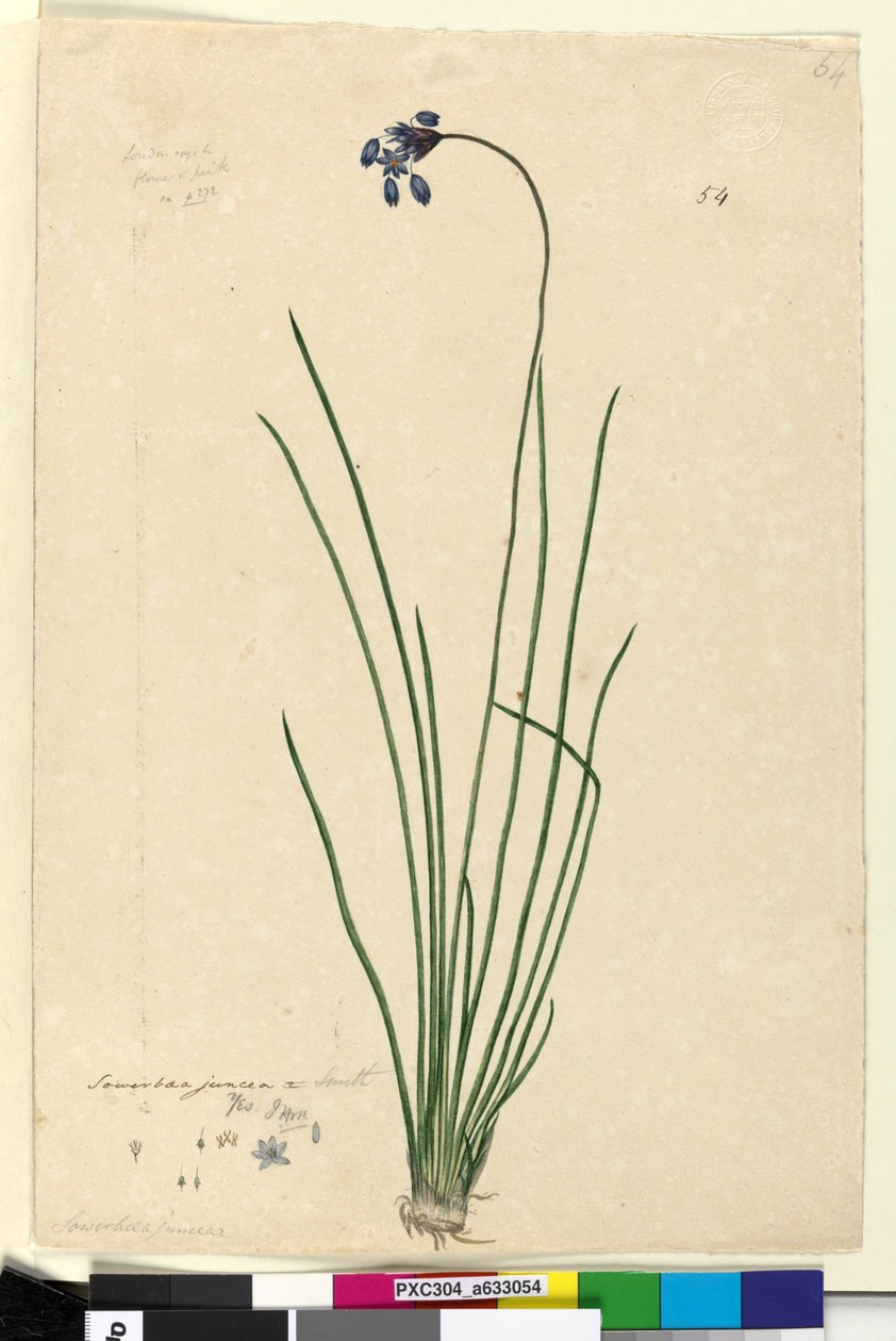 Side 54. Sowerbaea juncea, ca. 1803-06 (wc, pen, blæk og blyant) af John William Lewin