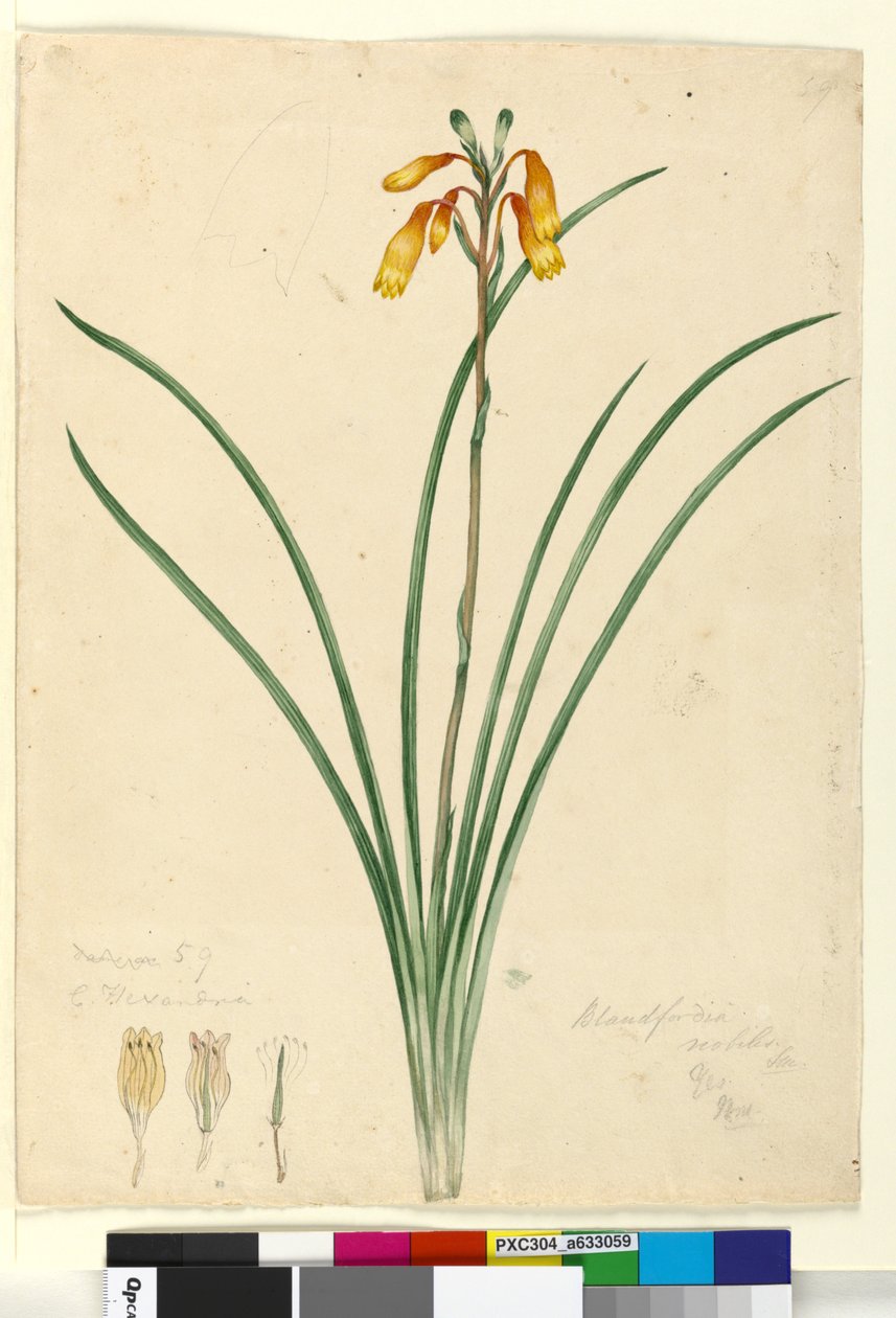 Side 59. Blandfordia nobilis, ca. 1803-06 (wc, pen, blæk og blyant) af John William Lewin