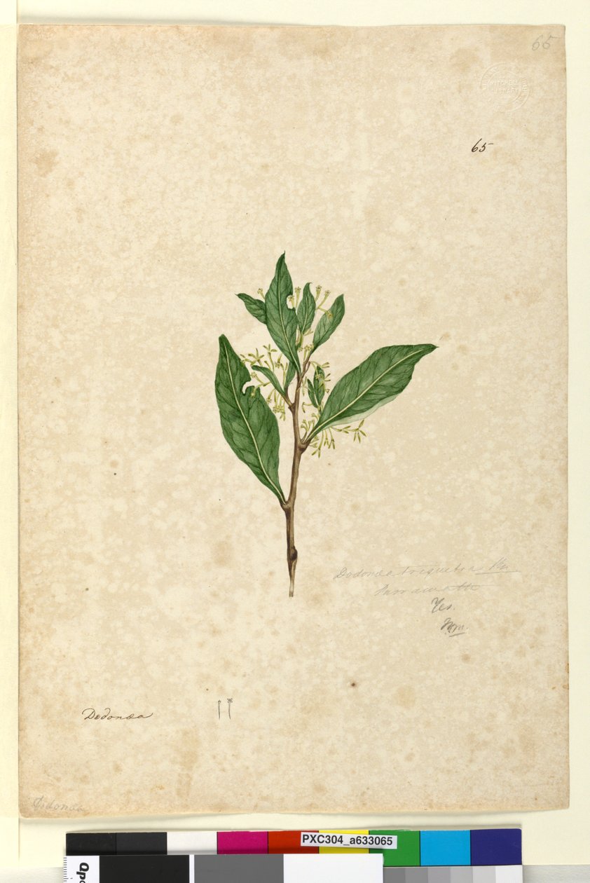Side 65. Dodonaea triquetra, ca. 1803-06 (wc, pen, blæk og blyant) af John William Lewin