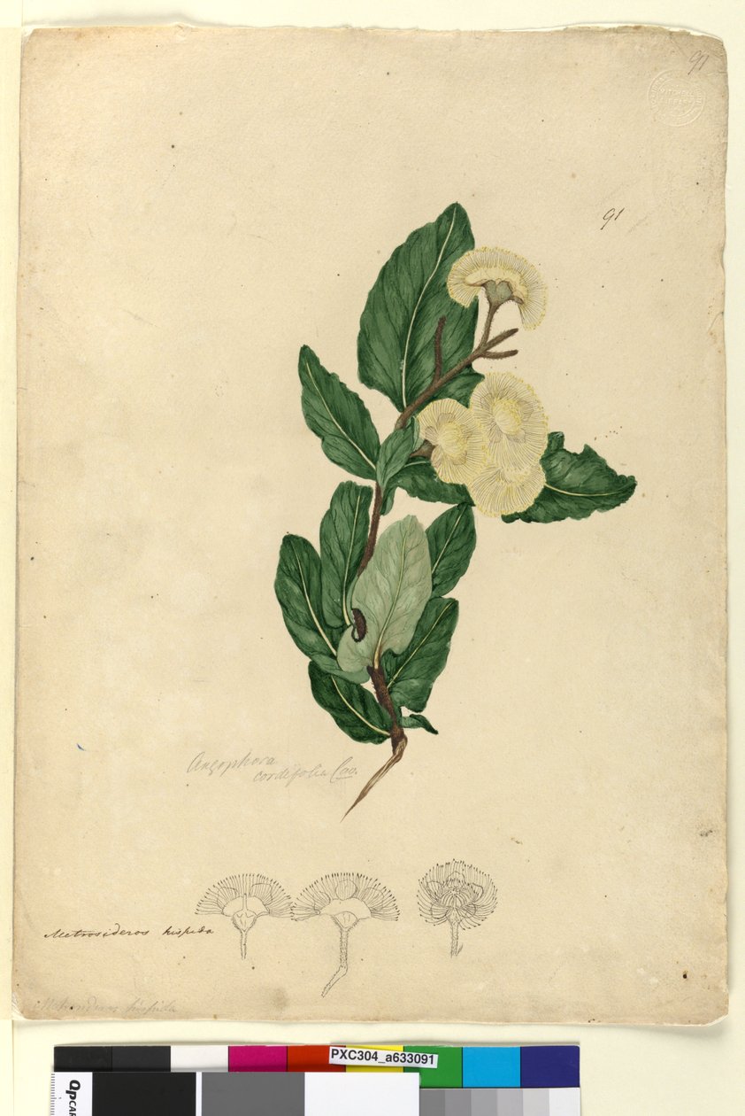 Side 91. Angophora cordifolia, ca. 1803-06 (wc, pen, blæk og blyant) af John William Lewin