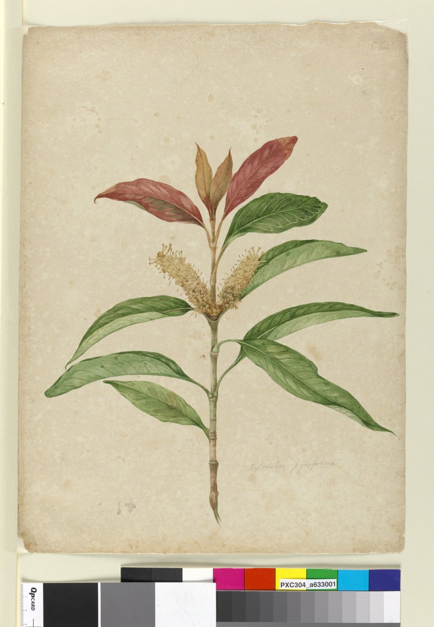 Xylomelum pyriforme, ca.1803-06 (wc, pen, blæk og blyant) af John William Lewin