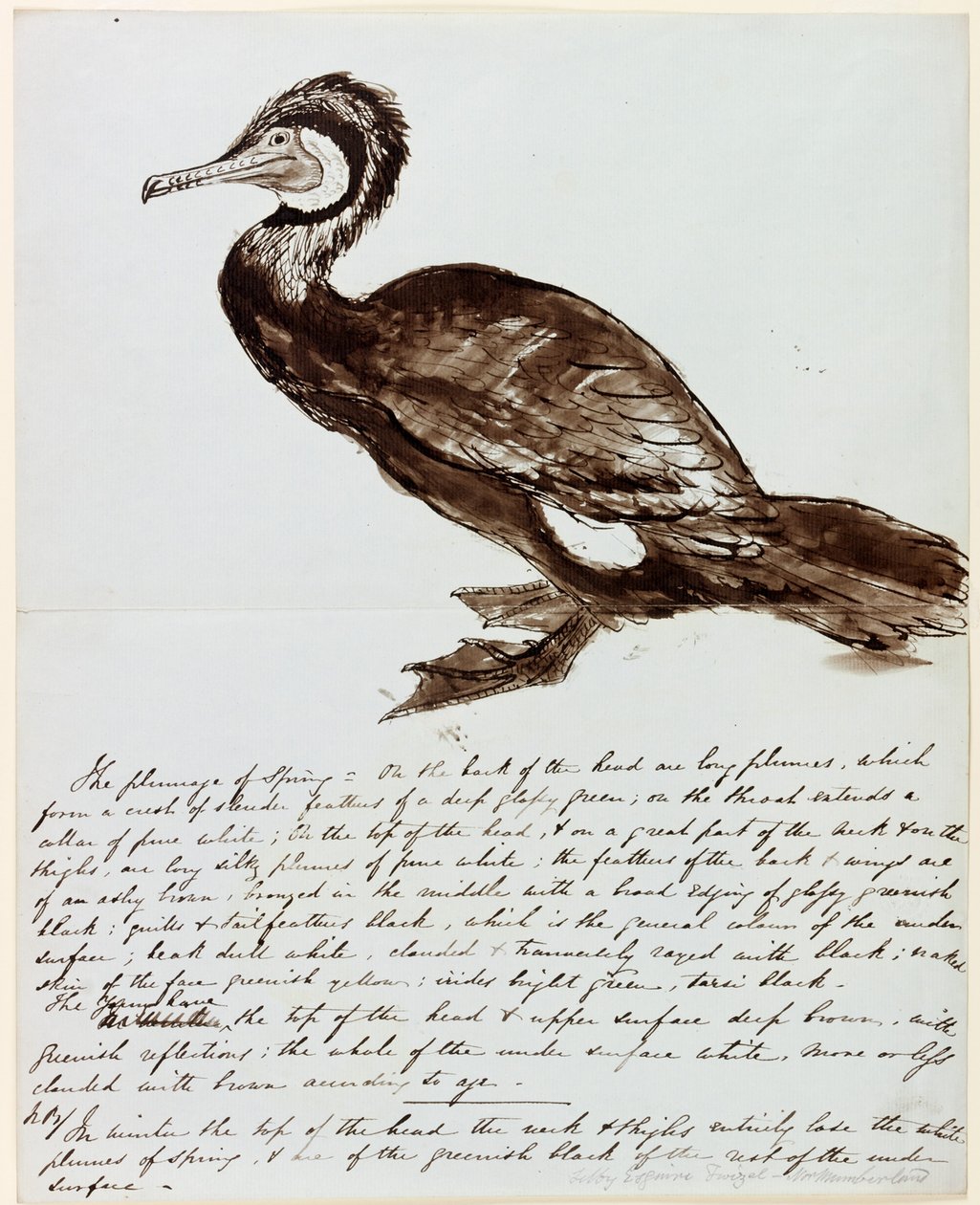 Skarv (blæk på papir) af John Wilson Carmichael