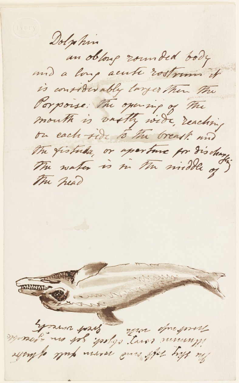 Delfin (blæk og pen og blæk på papir) af John Wilson Carmichael