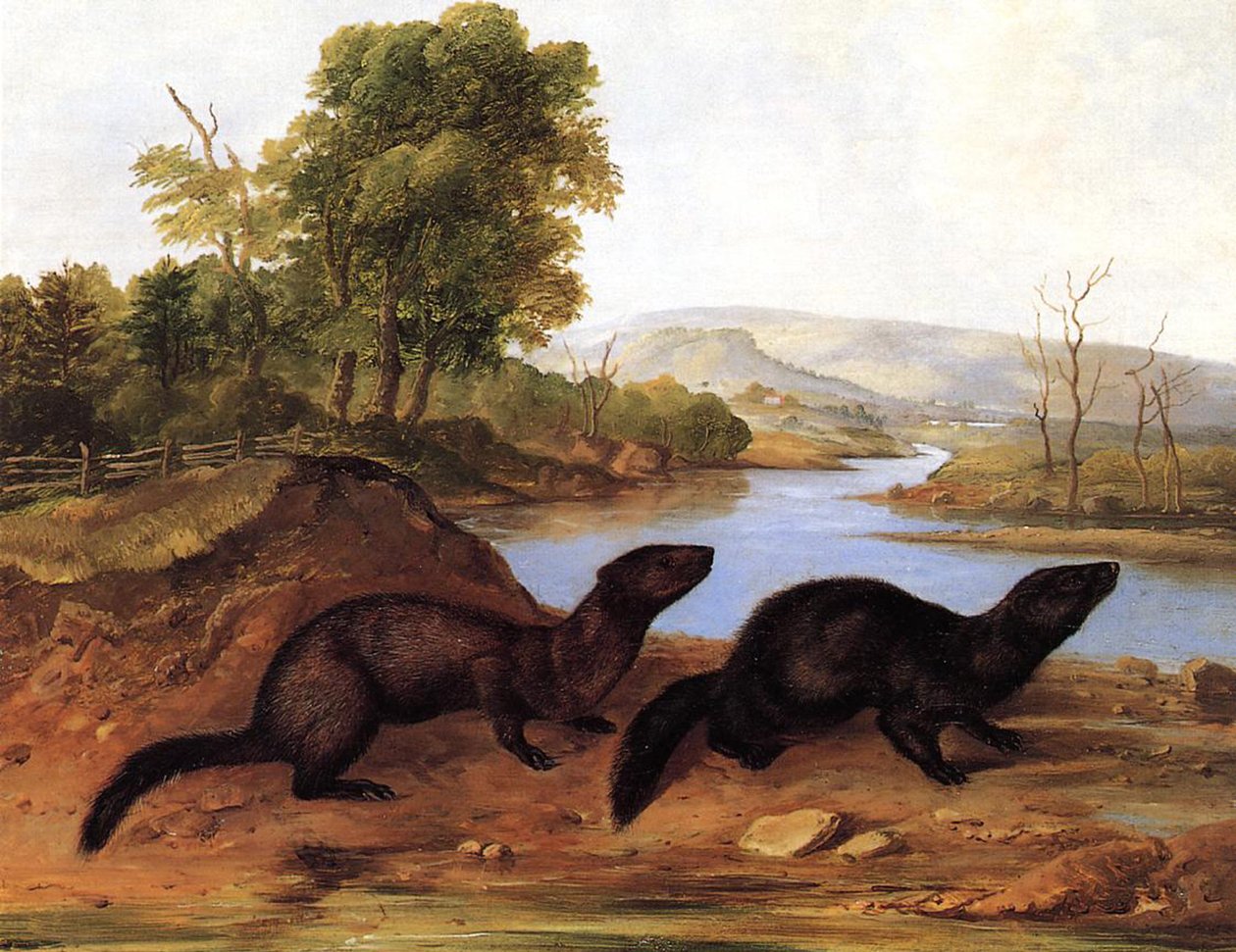 Minks, ca. 1848 af John Woodhouse Audubon