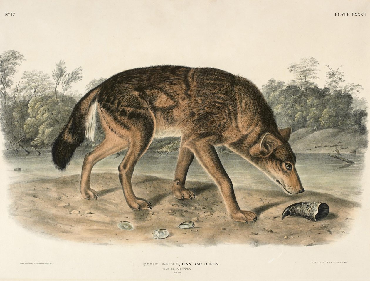 Rød Texas Wolf (Canis Lupus) af John Woodhouse Audubon