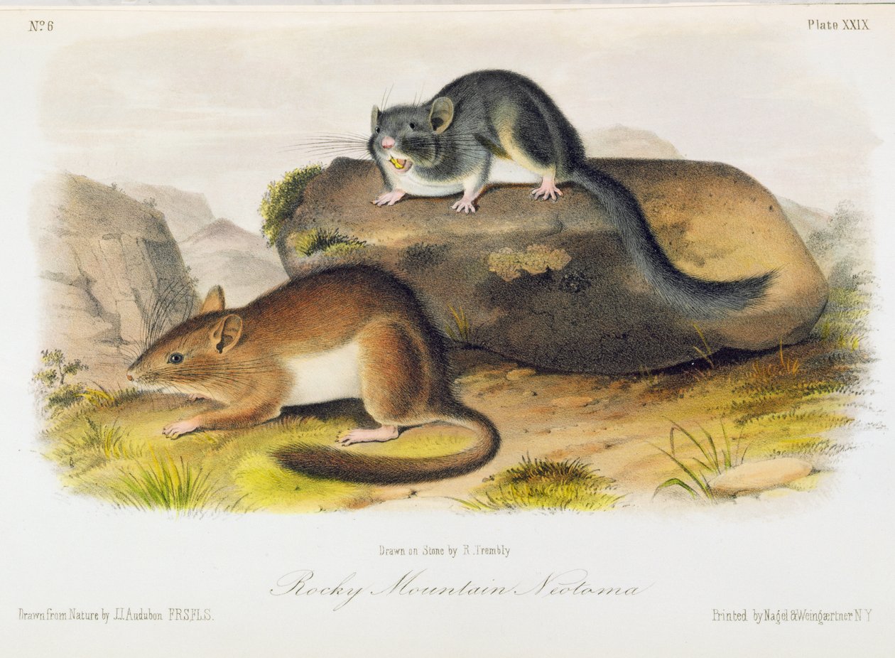 Rocky Mountain Neotoma, plade 29 fra 