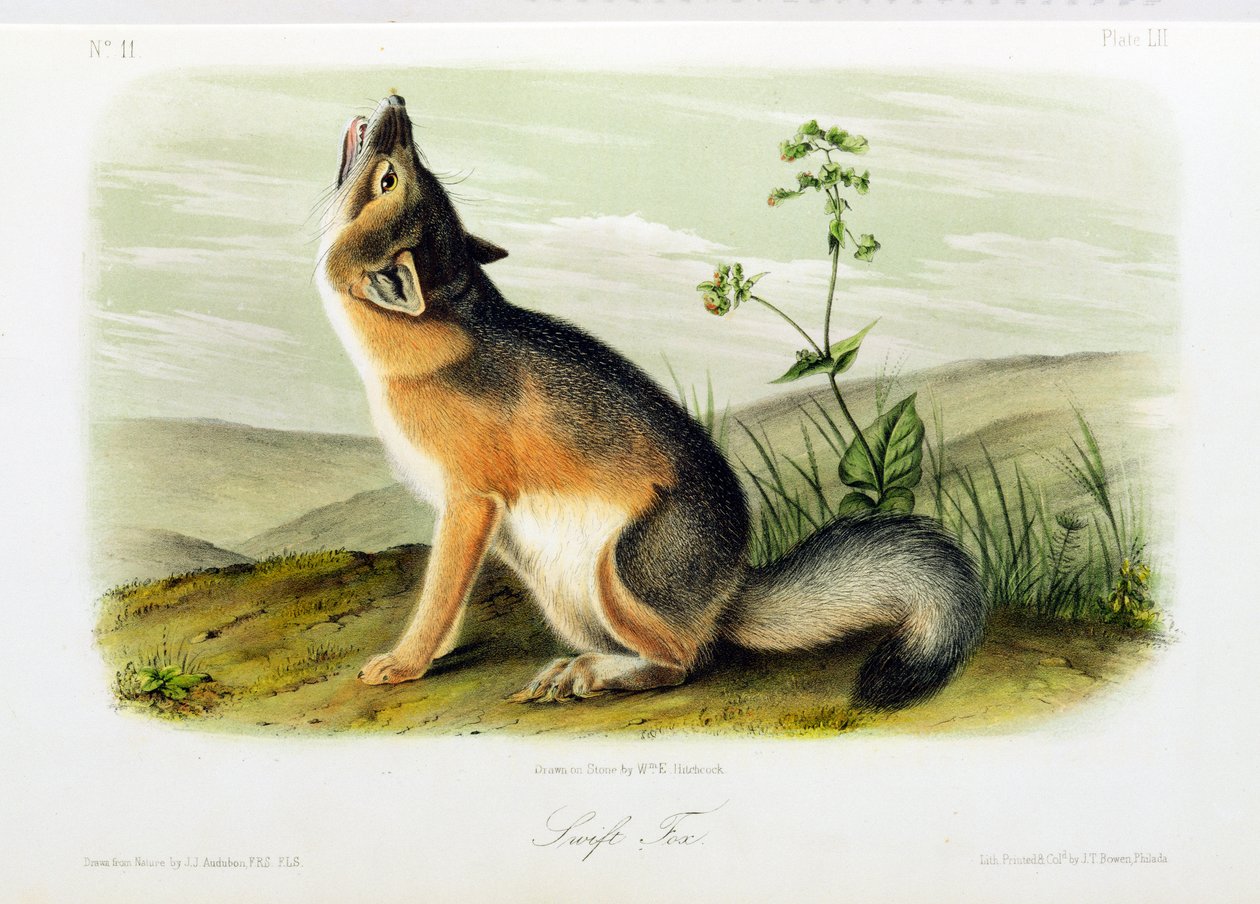 Ræve, plade 52 fra "Quadrupeds of North America", graveret af W.E. Hitchcock af John Woodhouse Audubon