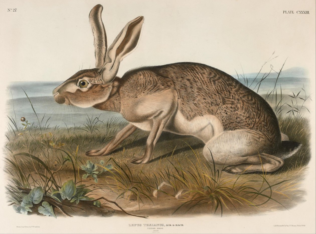 Texian Hare (Lepus Texianus) af John Woodhouse Audubon
