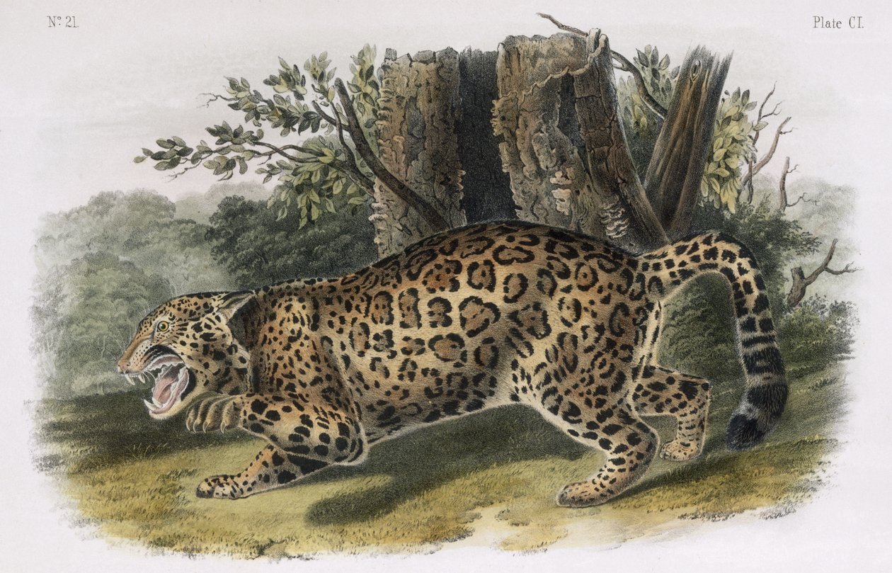 Jaguaren, plade 101 fra 