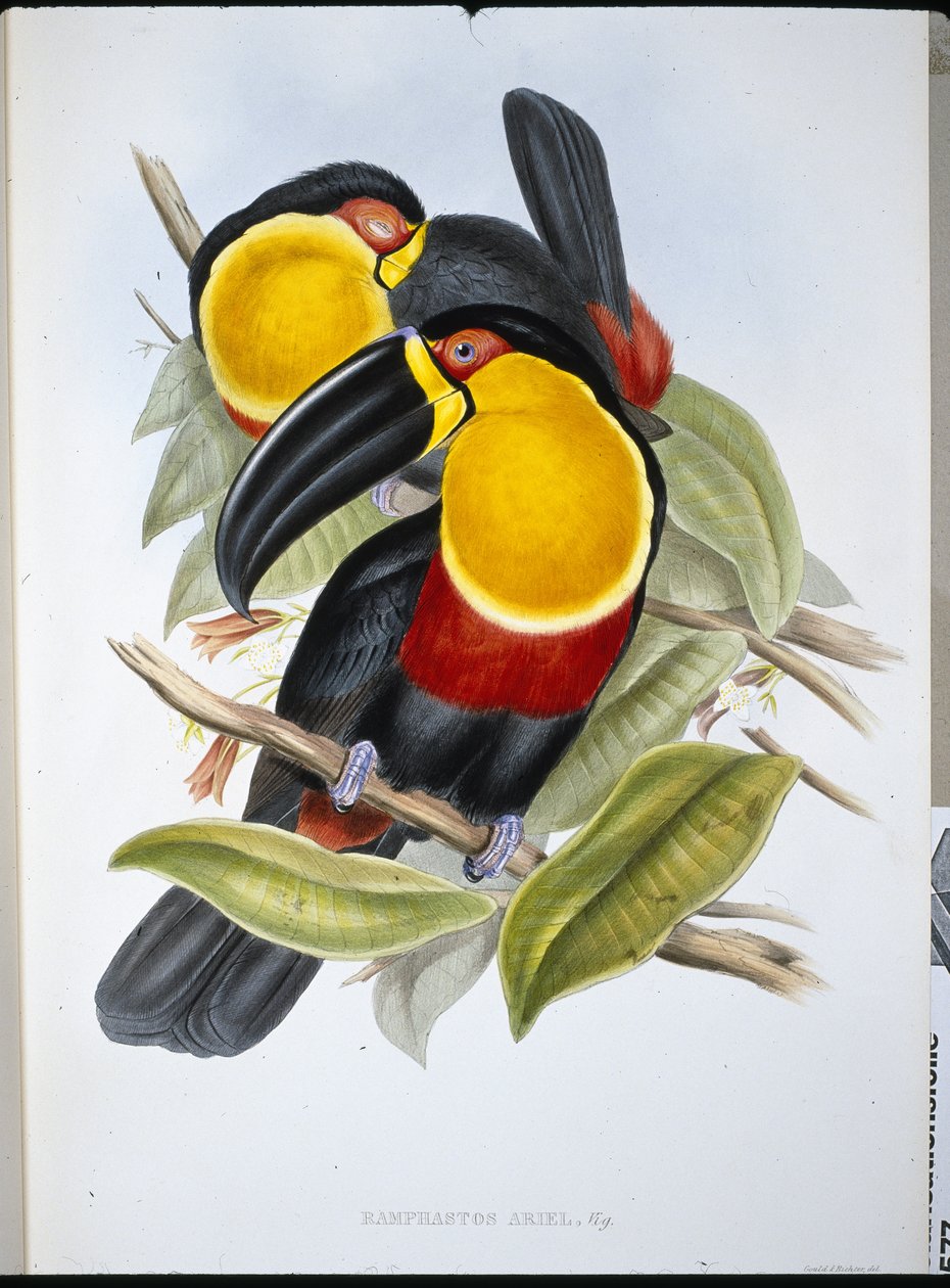 Ariel Toucan (Ramphastos Ariel) (håndfarvet litho) af John (after) Gould