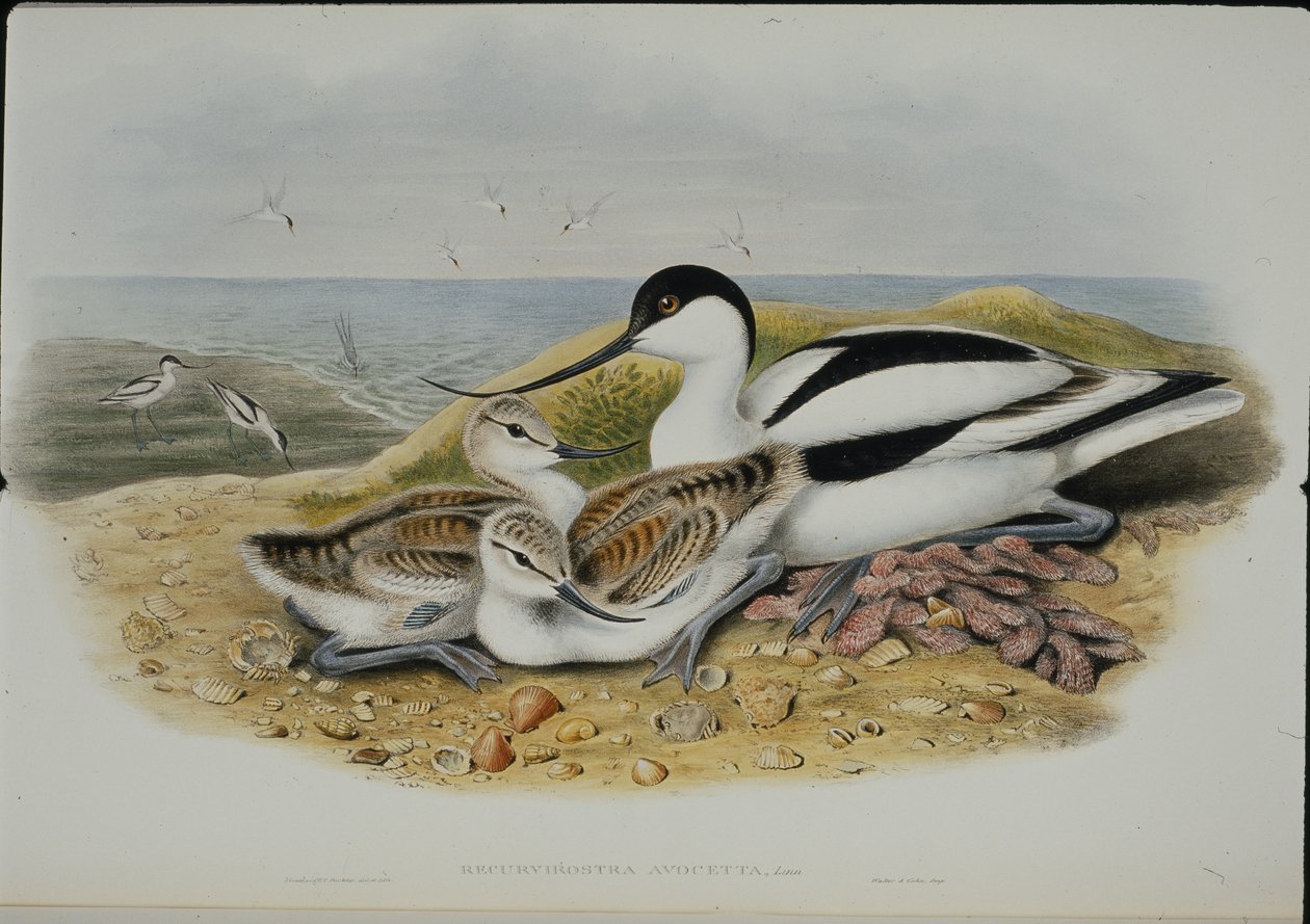 Avocet (Recurvirostra Avocetta) (håndfarvet litho) af John (after) Gould