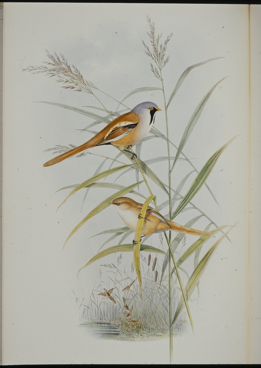 Skægmejse (Calamophilus Biarmicus) (håndfarvet litho) af John (after) Gould