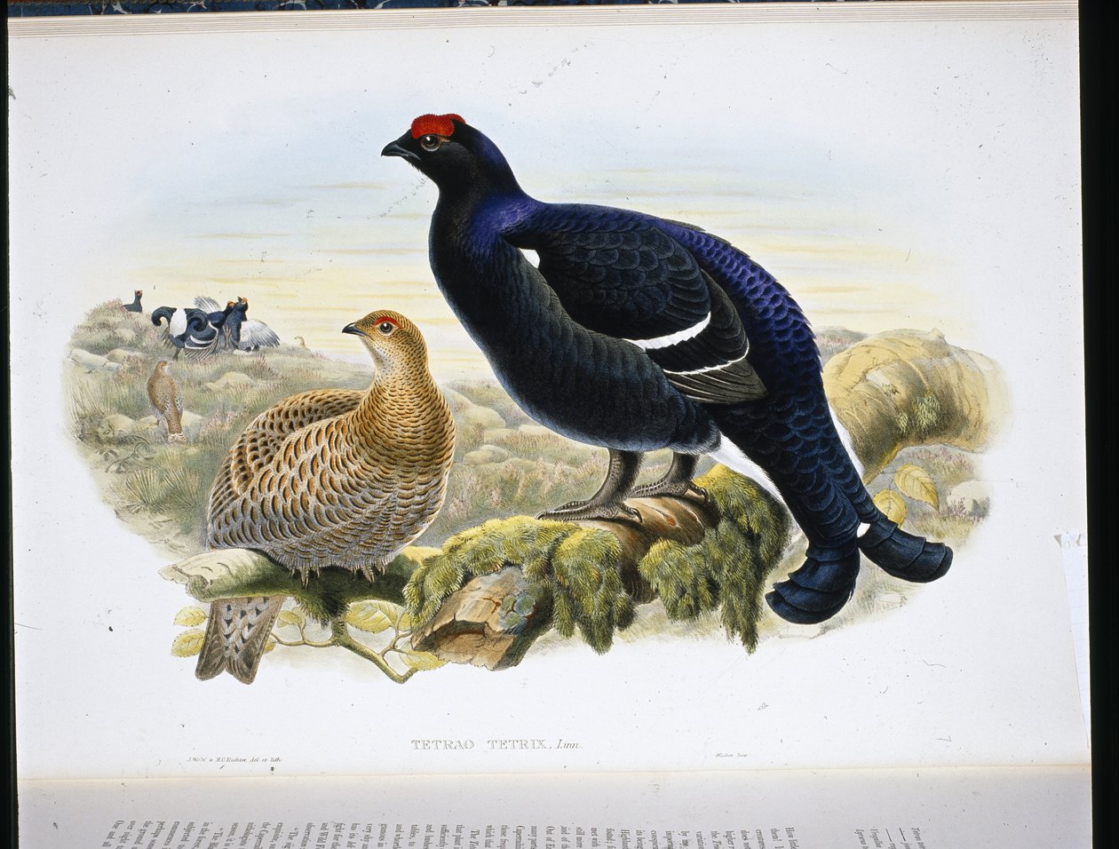 Ryper (Tetrao Tetrix) (håndfarvet litho) af John (after) Gould