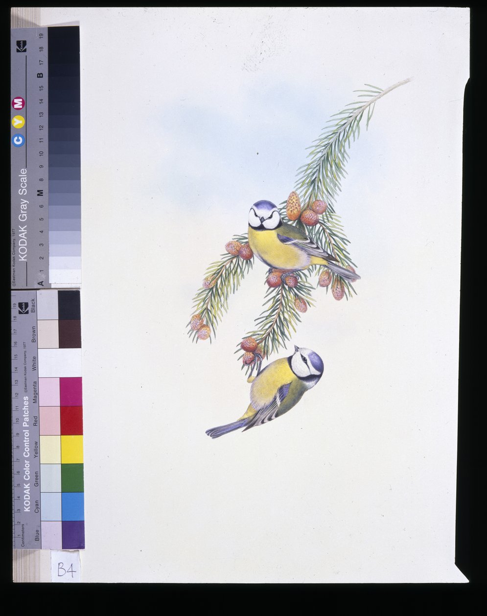 Blåmejse (Parus Caeruleus) (håndfarvet litho) af John (after) Gould