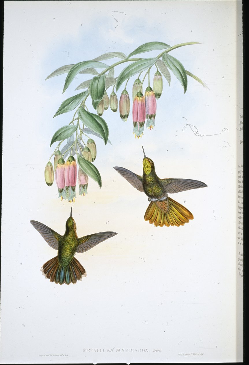 Messinghale (Metallura Aeneicauda) (håndfarvet litho) af John (after) Gould