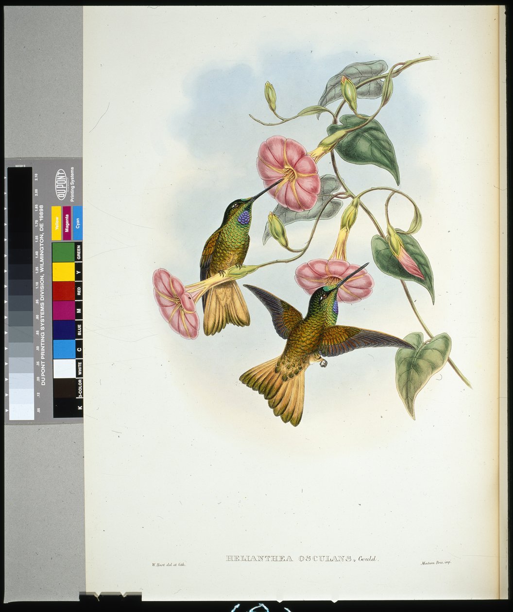 Buff-tailed Star-frontlet (helianthea osculans) (håndfarvet litho) af John (after) Gould