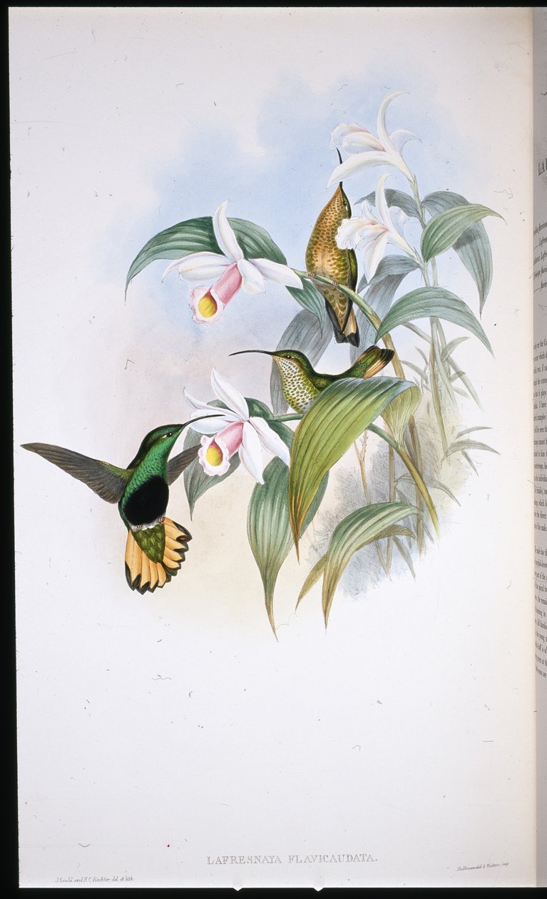 Buff-tailed Velvet-bryst (Lafresnaya Flavicaudata) (håndfarvet litho) af John (after) Gould