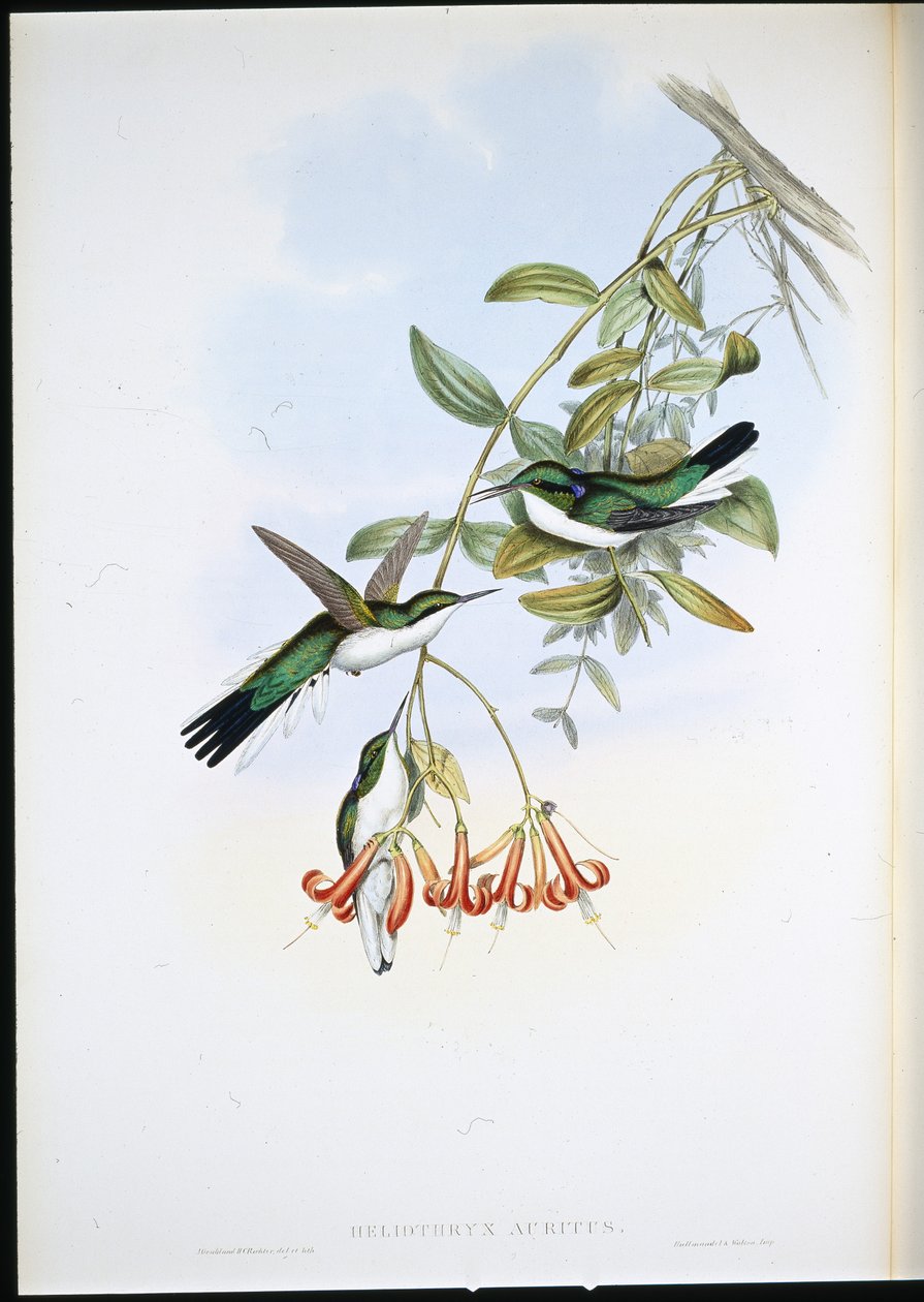 Cayenne Fairy (Heliothryx Auritus) (håndfarvet litho) af John (after) Gould