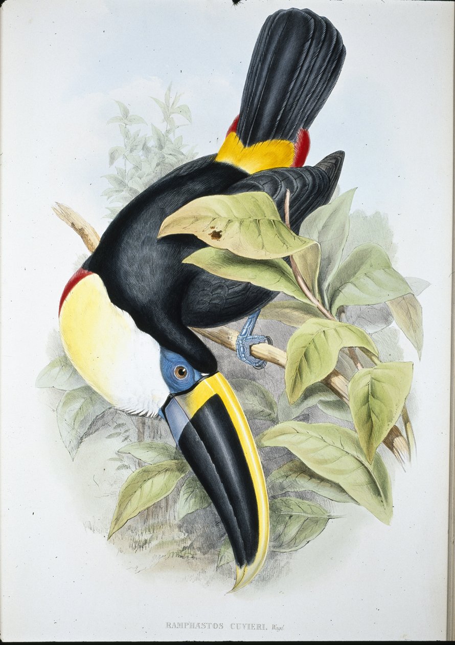 Cuviers tukan (Ramphastos Cuvieri) (håndfarvet litho) af John (after) Gould