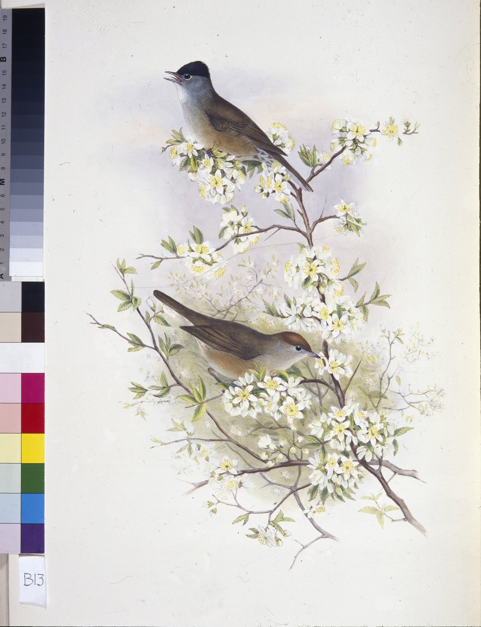 Eurasian Blackcap (Sylvia atricapilla) (håndfarvet litho) af John (after) Gould