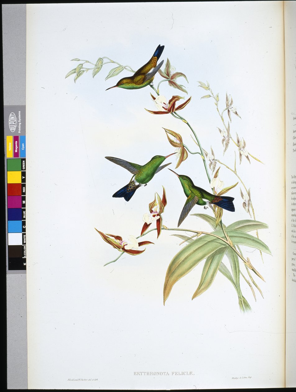 Felicias Erythronote (Erythronota Feliciae) (håndfarvet litho) af John (after) Gould